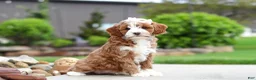 Cavapoo dogs for sale: Peaches - Ad 8