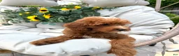 Cavapoo dogs for sale: Pansey - Ad 3