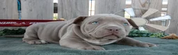 American Bully dogs for sale: Dexter - Ad 3