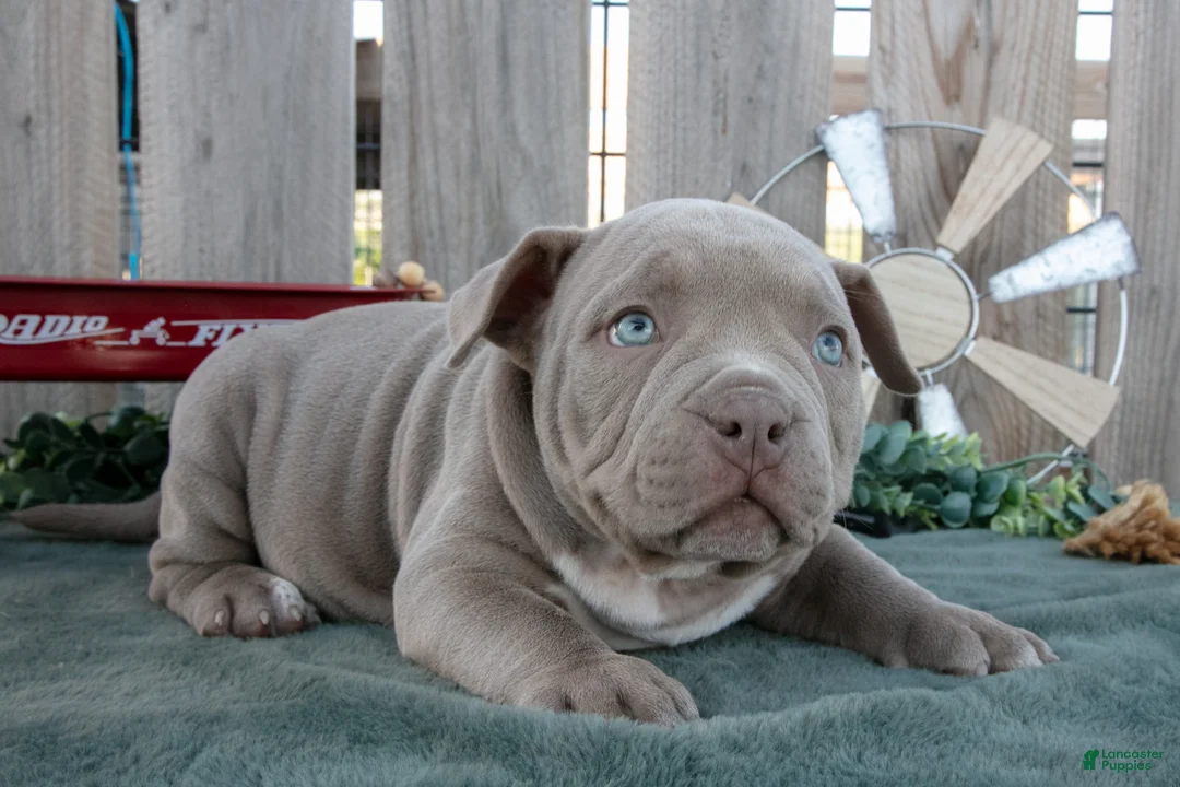 American Bully dogs for sale: Dexter - Ad 3