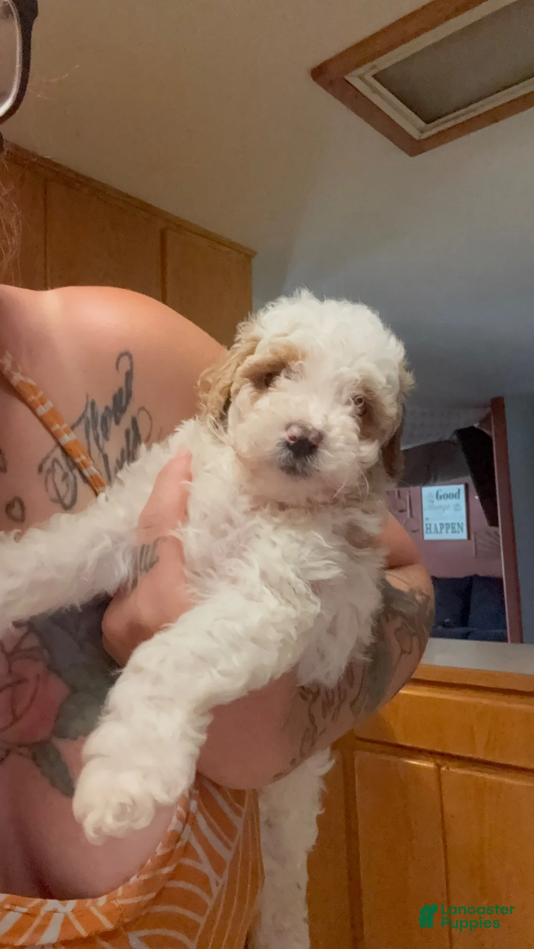 Miniature Poodle dogs for sale: Miniature Poodle 1 - Ad 2