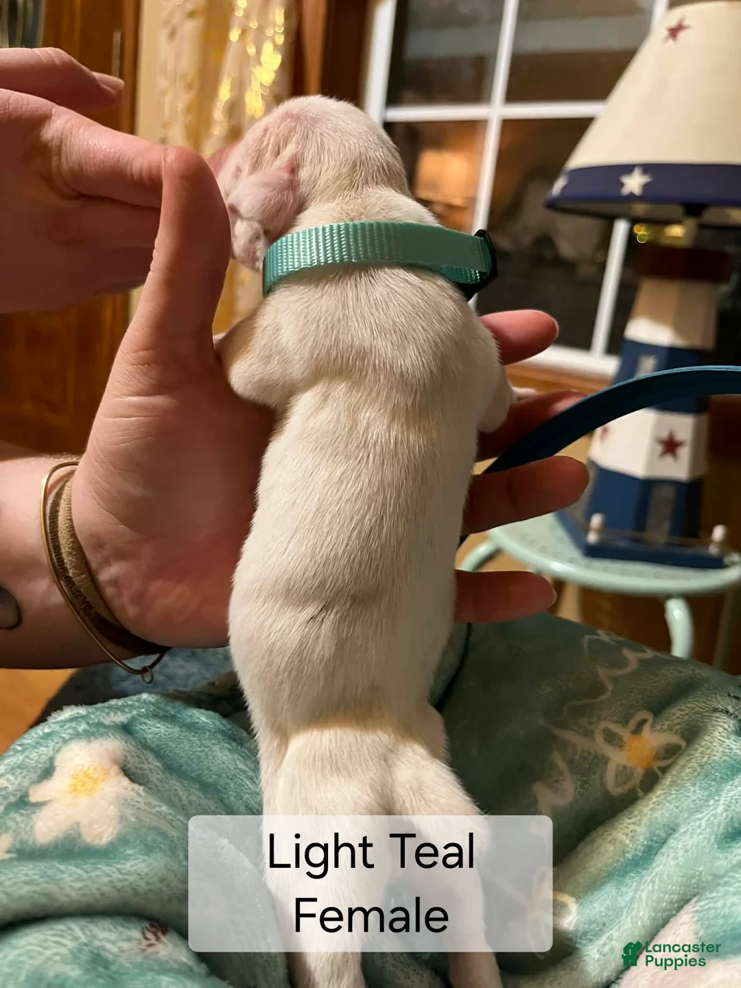 Boxer dogs for sale: Light Teal Female - Ad 2