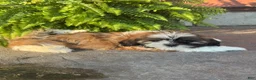 Shih Tzu dogs for sale: Sierra - Ad 4