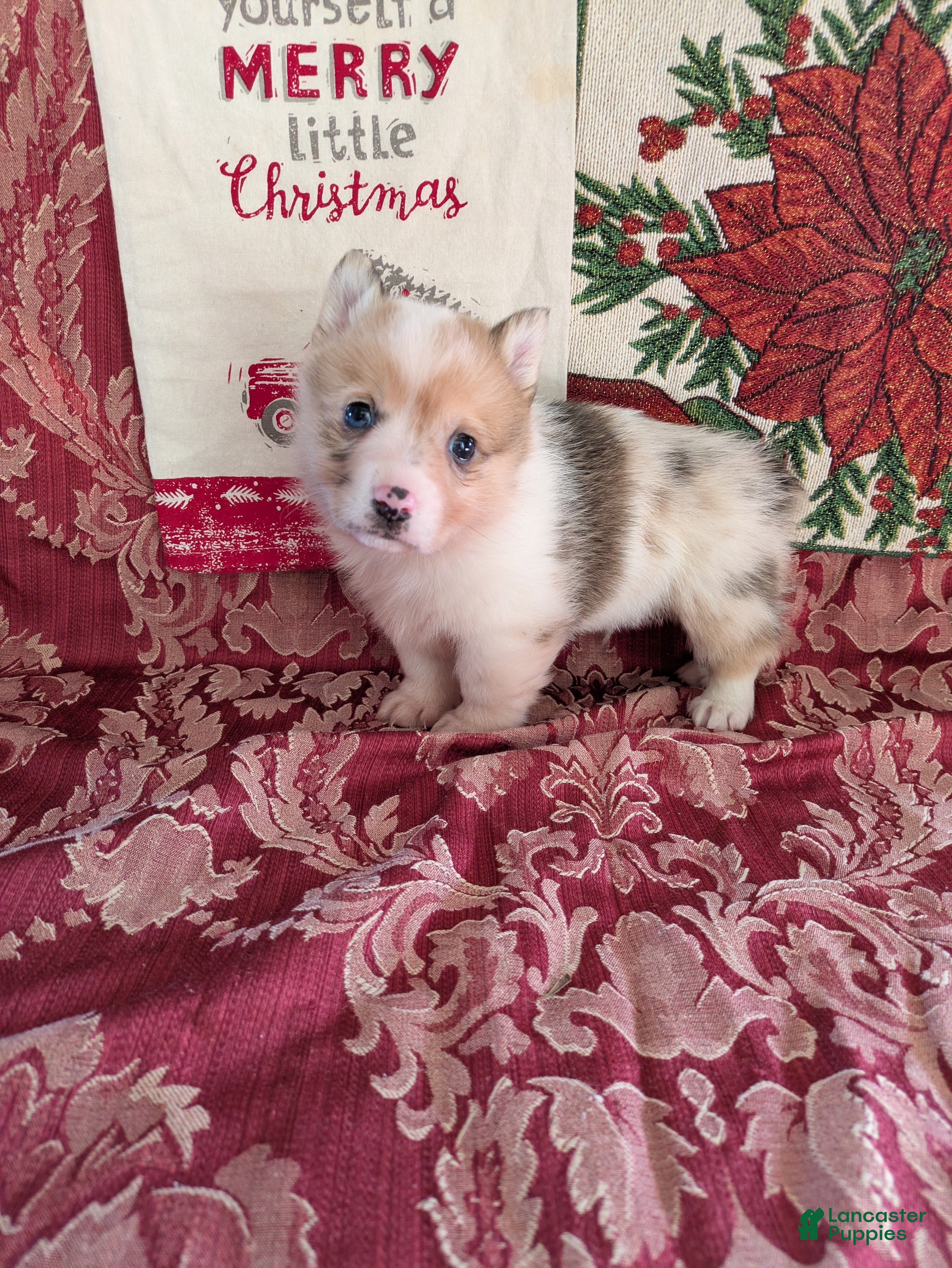 Welsh Corgi Pembroke dogs Finley - Ad 42