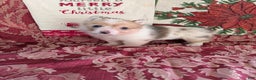 Welsh Corgi Pembroke dogs for sale: Finley - Ad 1