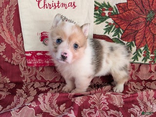 Welsh Corgi Pembroke dogs Finley - Ad 25