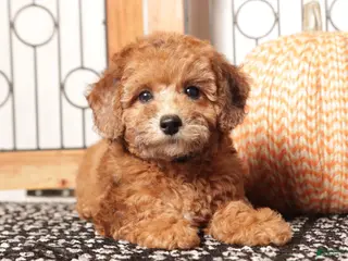 Toy Poodle dogs Red- ACA Male Toy Poodle - Ad 15