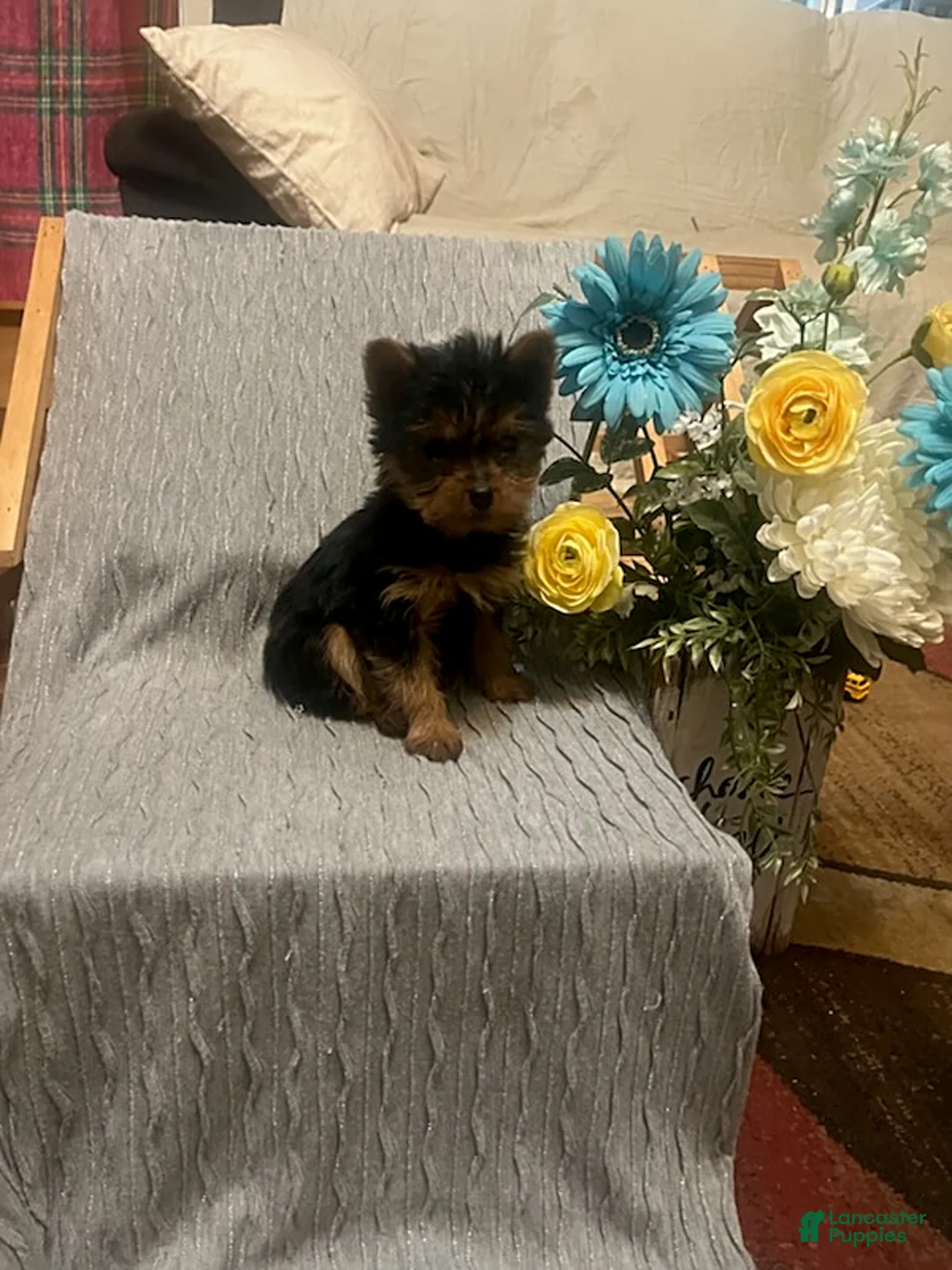Yorkshire Terrier dogs for sale: Buddy - Ad 2
