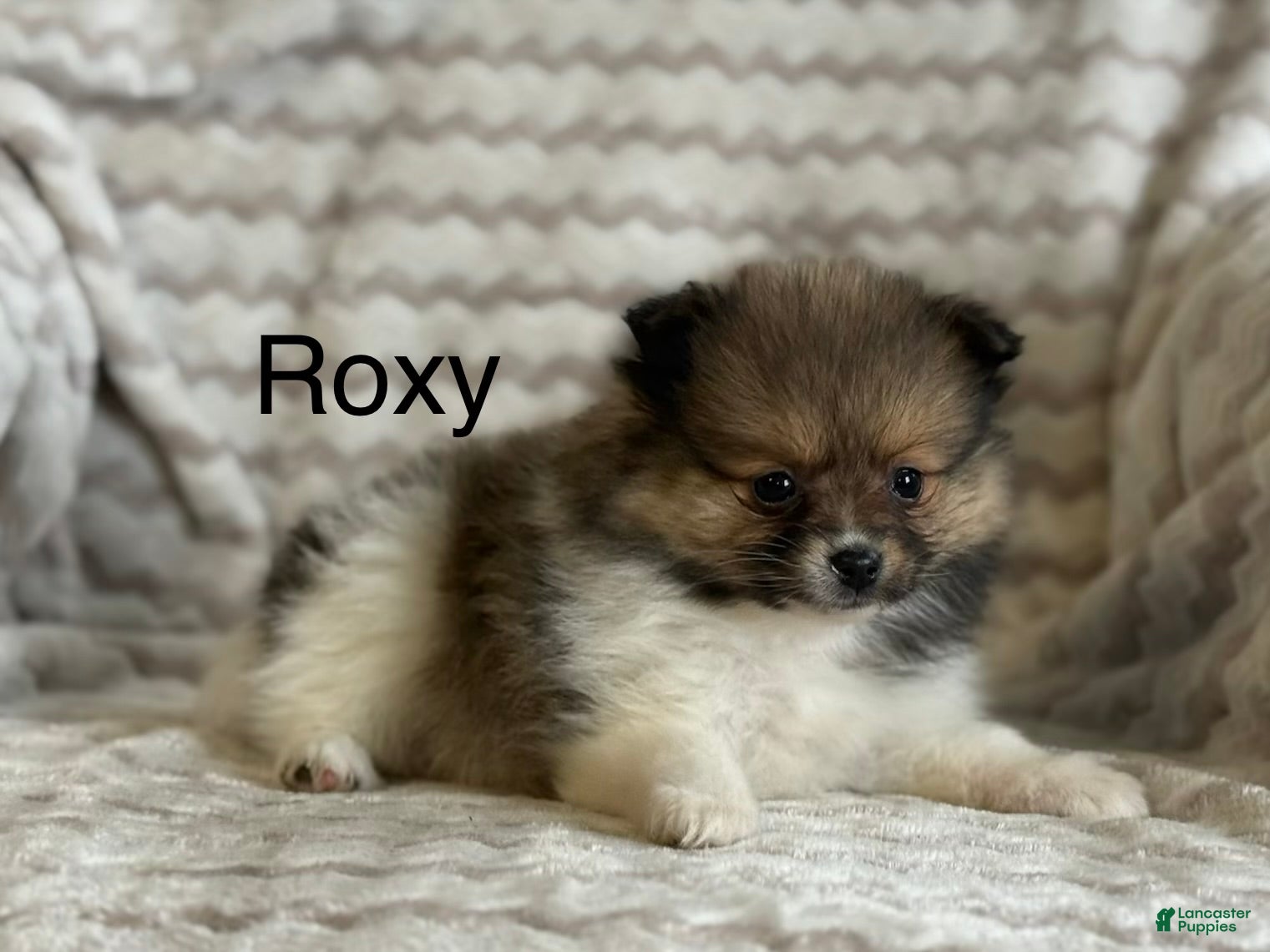 Pomeranian dogs Roxy - Ad 1