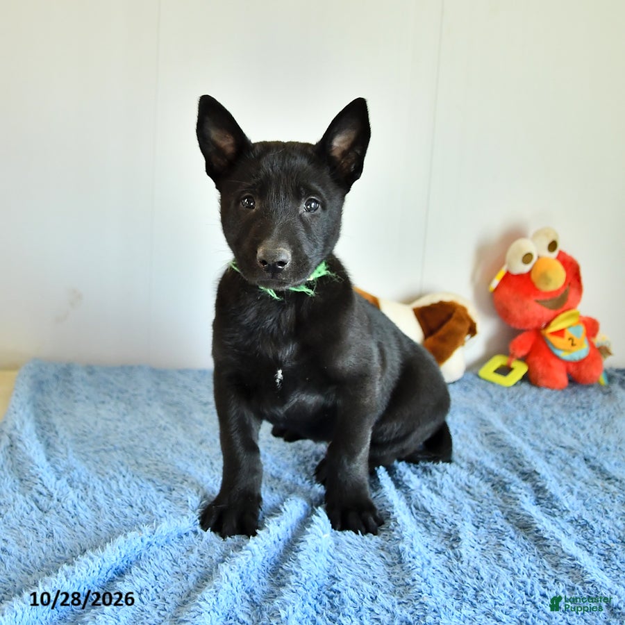 Belgian Malinois dogs for sale: Apollo - Ad 1