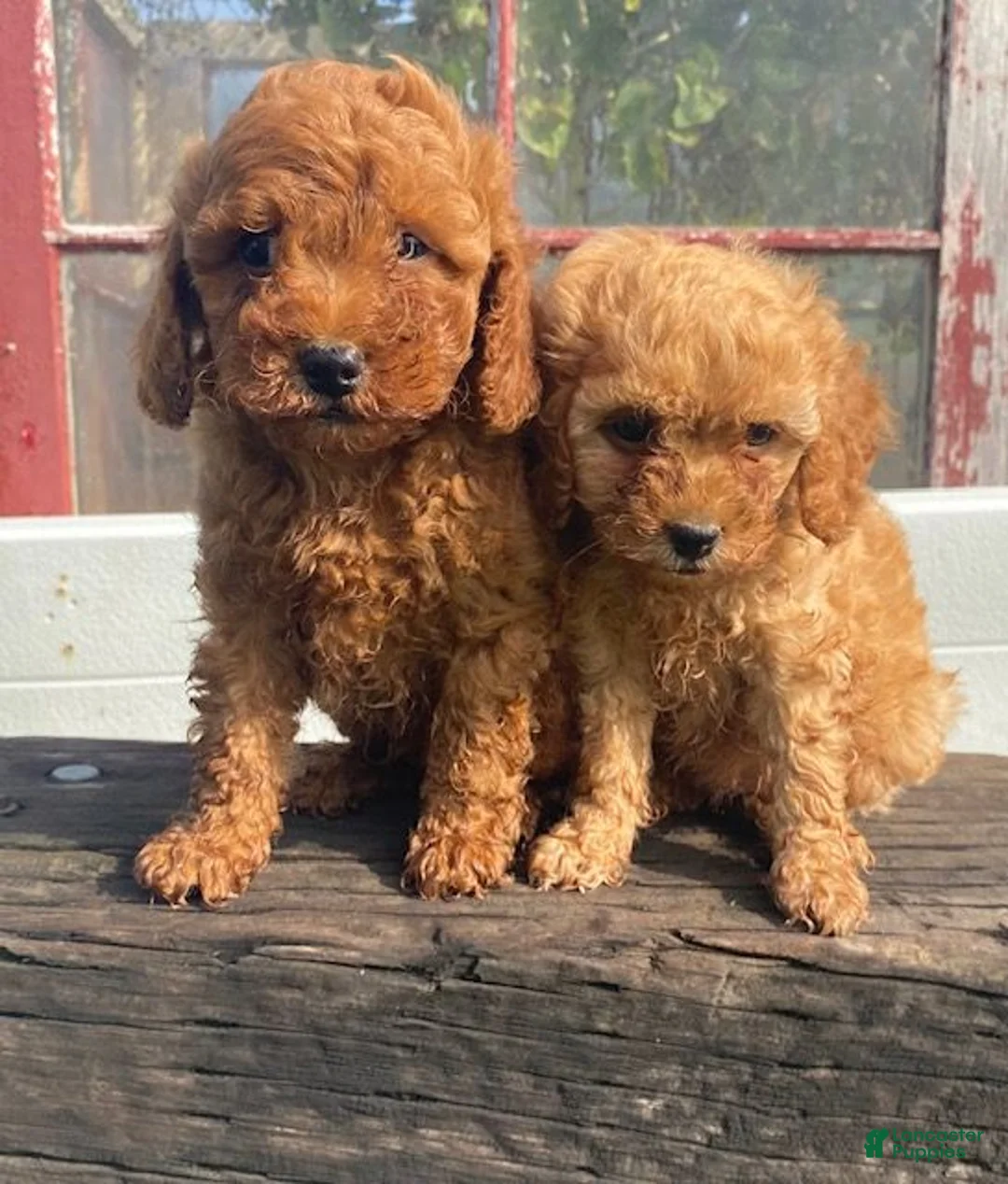 Miniature Poodle dogs for sale: Mickey - Ad 6