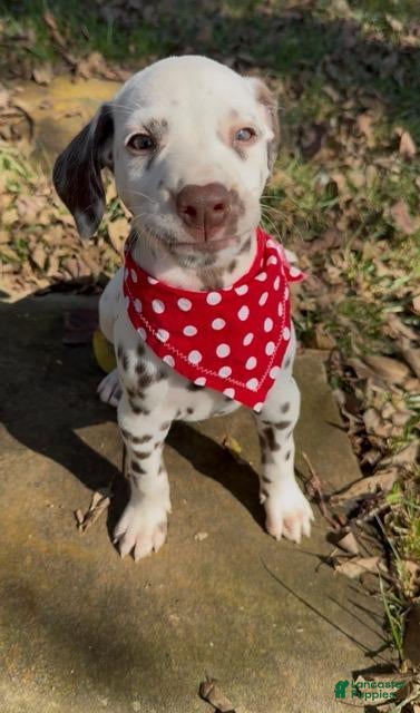 Dalmatian dogs for sale: Male 4 - Ad 2
