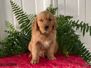 Golden Retriever dogs Fido - Ad 5