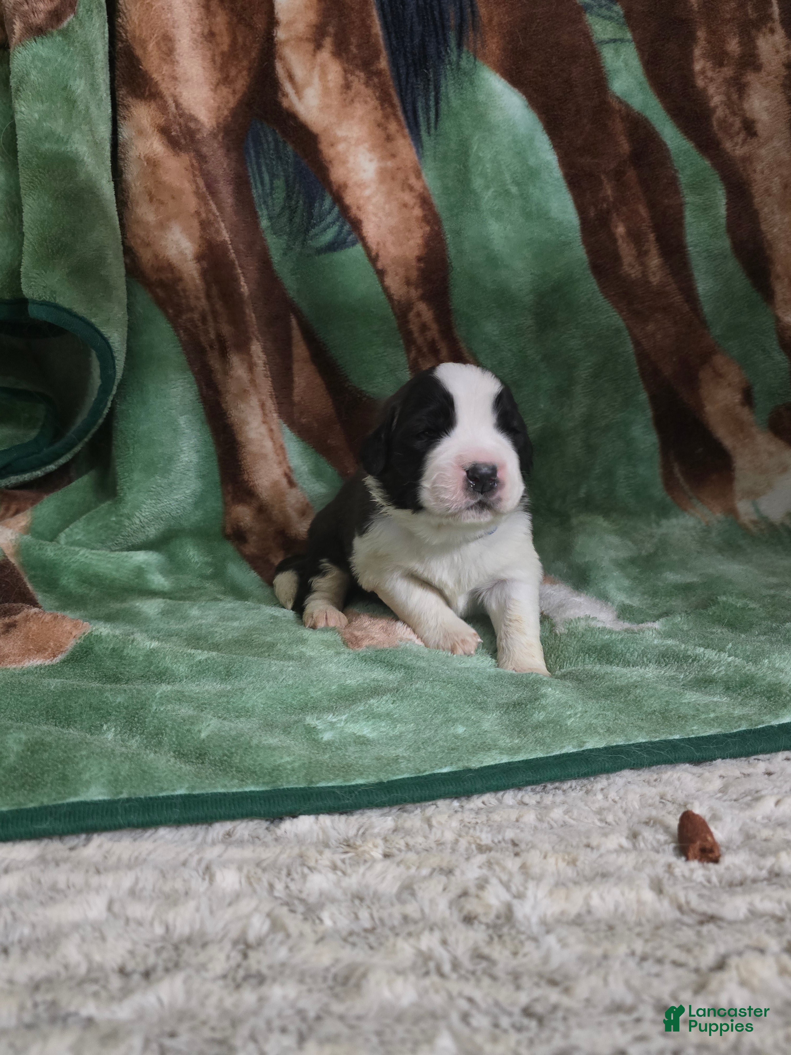 Saint Bernard dogs Blue Male - Ad 11