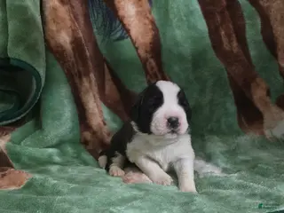 Saint Bernard dogs Blue Male - Ad 11