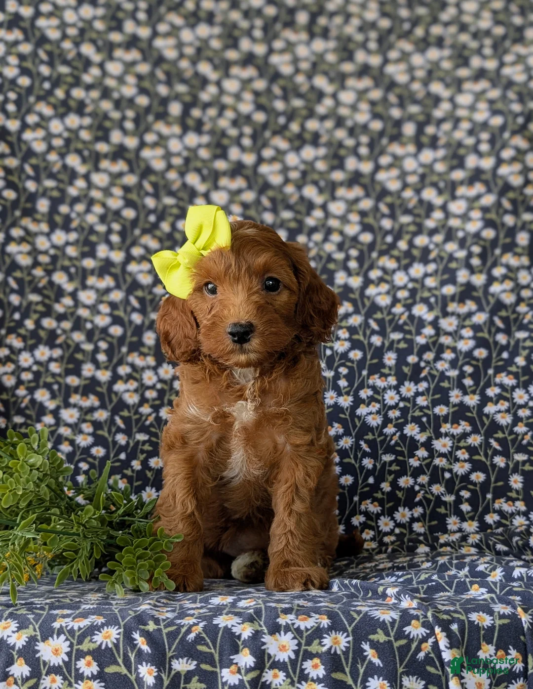 Cockapoo dogs for sale: Brie HYpoallergenic - Ad 7