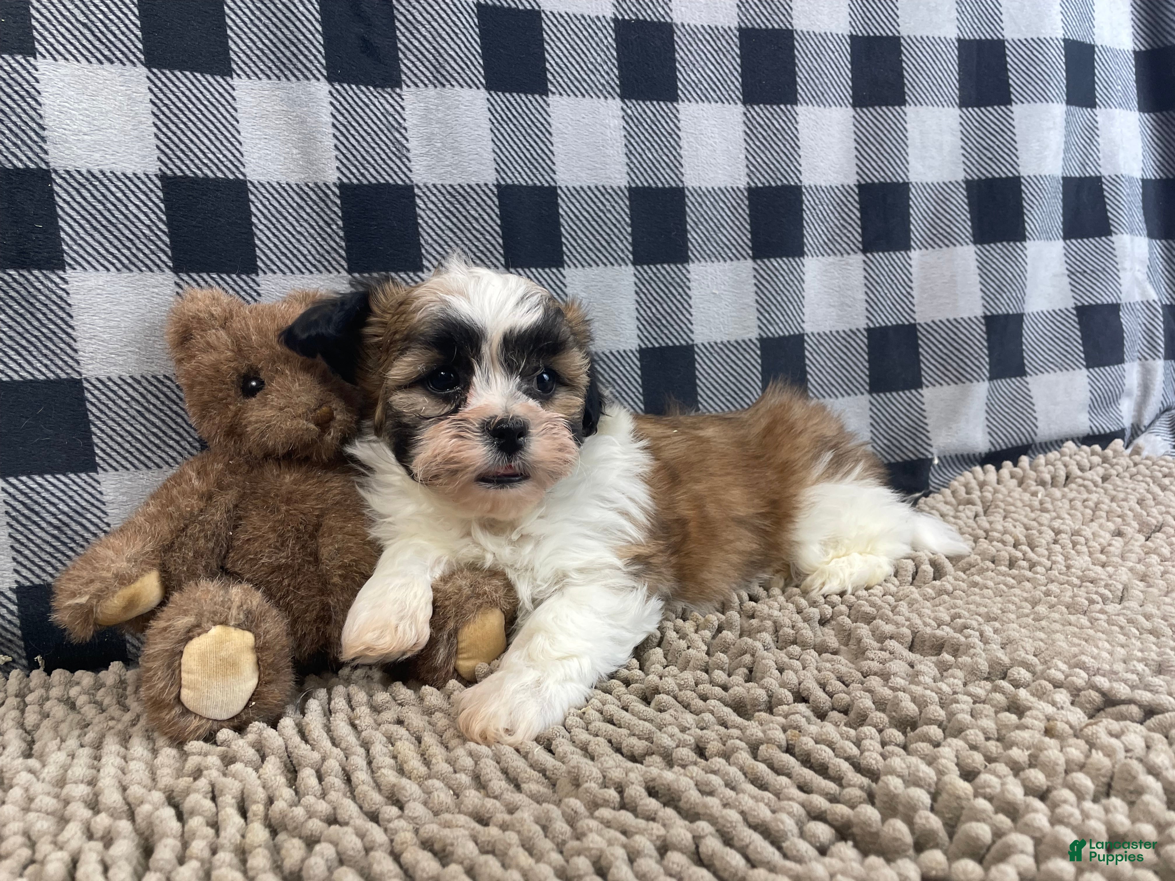 Teddy Bear dogs Jacob - Ad 21