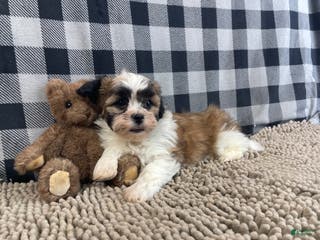 Teddy Bear dogs Jacob - Ad 22