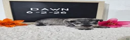 Miniature Schnauzer dogs for sale: Dawn - Ad 5