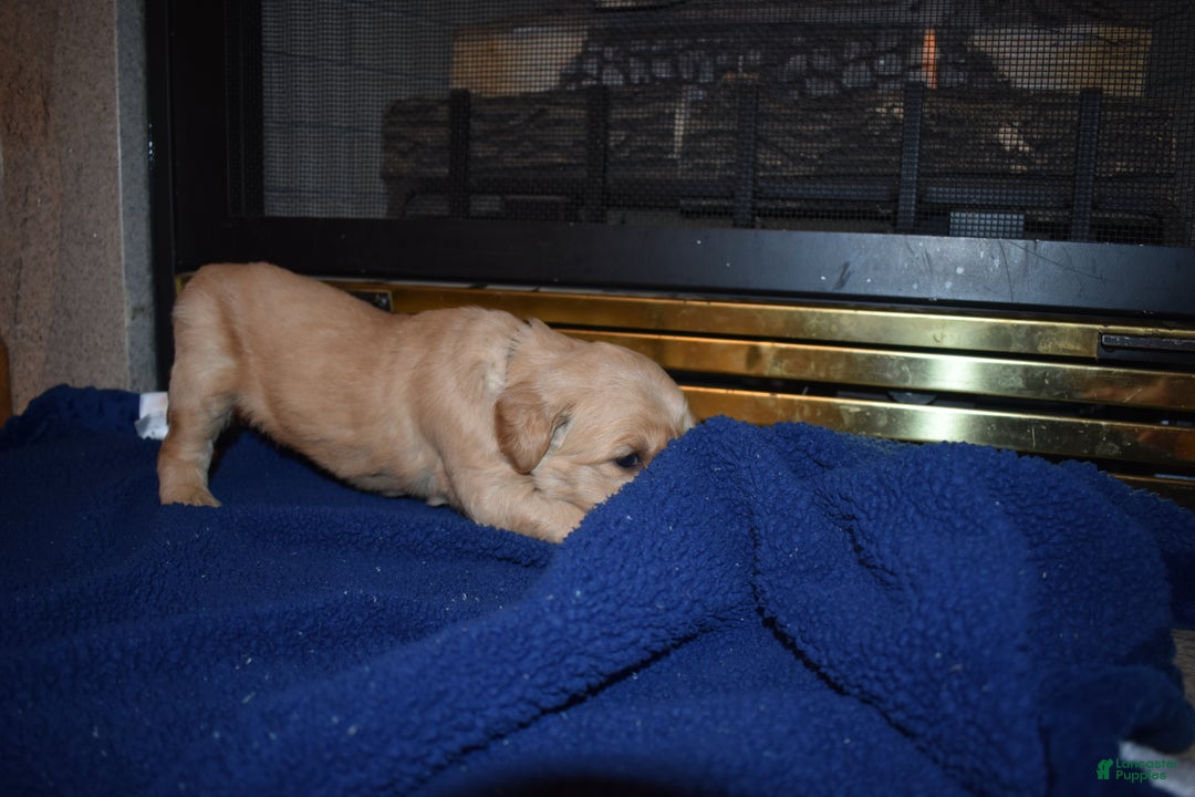 Golden Retriever dogs for sale: Diesel - Ad 2
