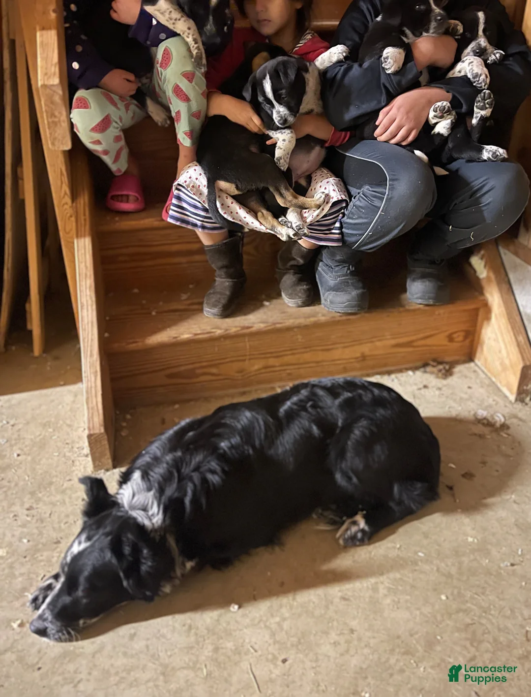 Gallery Image {{count}}