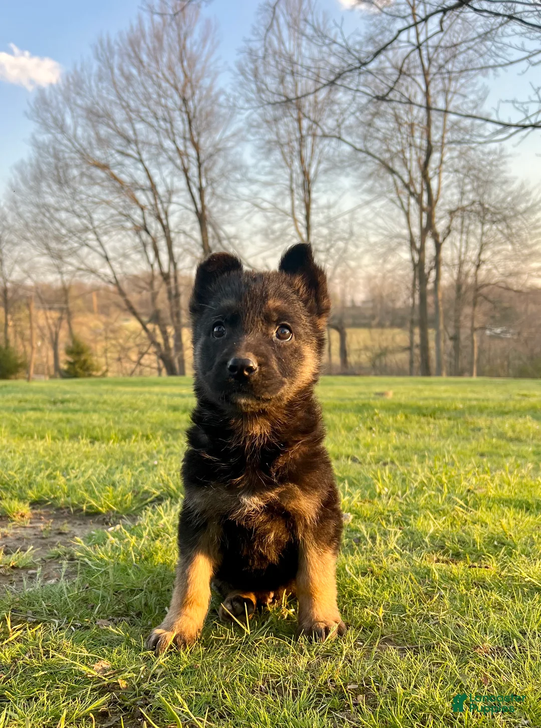 German Shepherd dogs for sale: Wesson - Ad 1