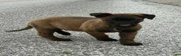 Belgian Malinois dogs for sale: Harley - Ad 4