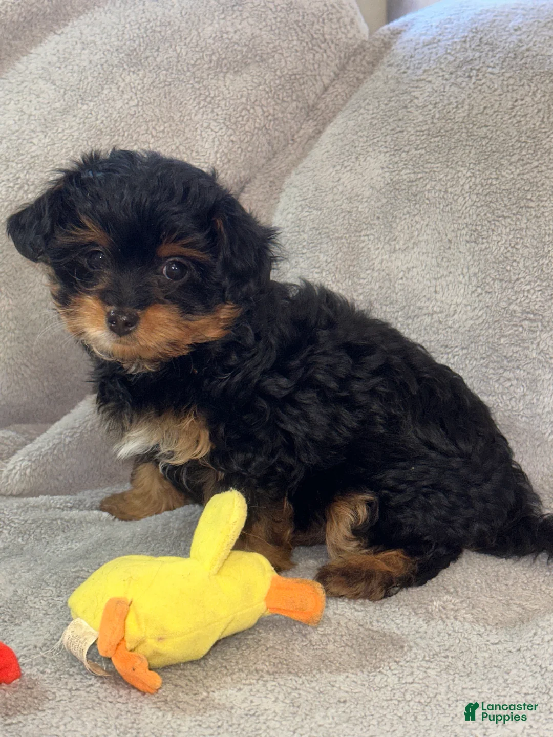Yorkiepoo dogs for sale: Yorkiepoo Puppy 3 - Ad 1