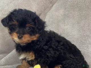 Yorkiepoo dogs for sale: Yorkiepoo Puppy 3 - Ad 3