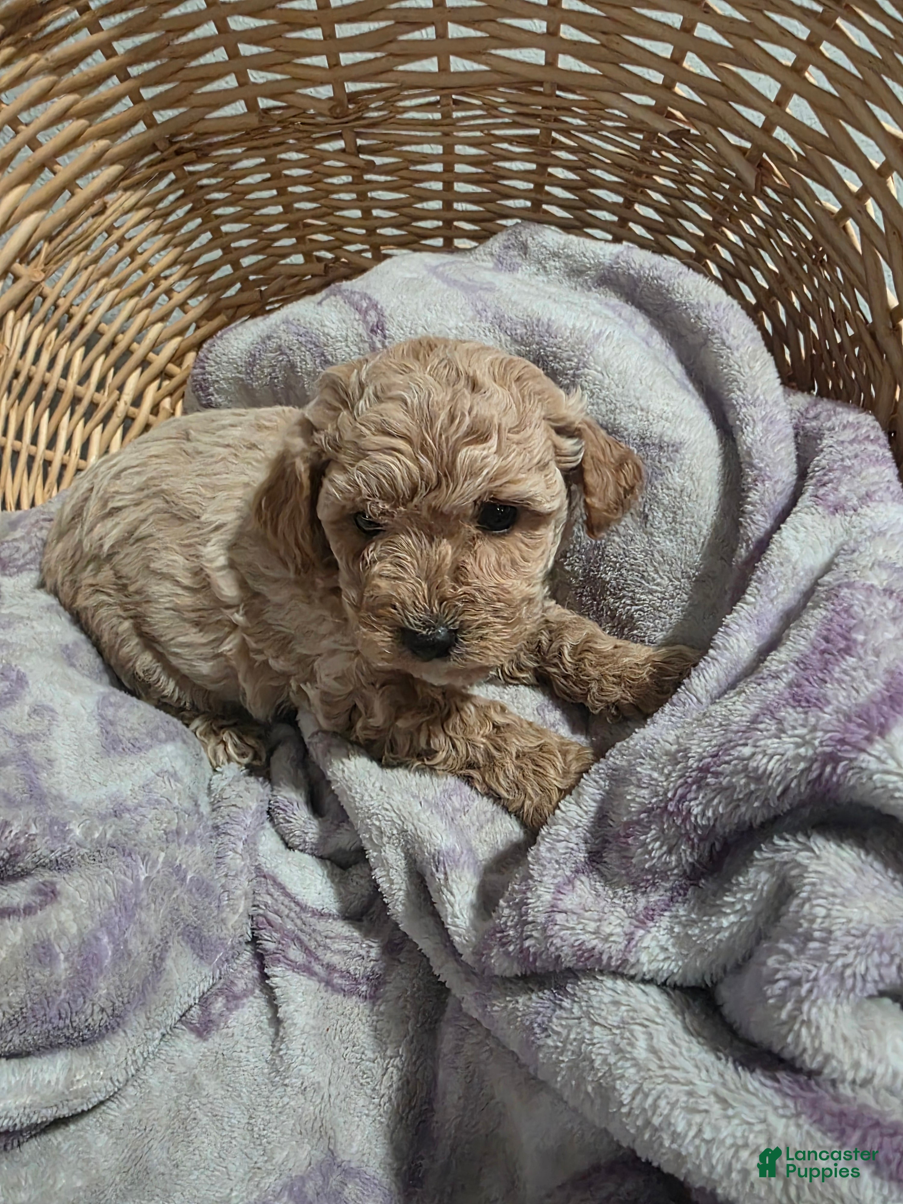 Cavapoo dogs Saddie - Ad 2