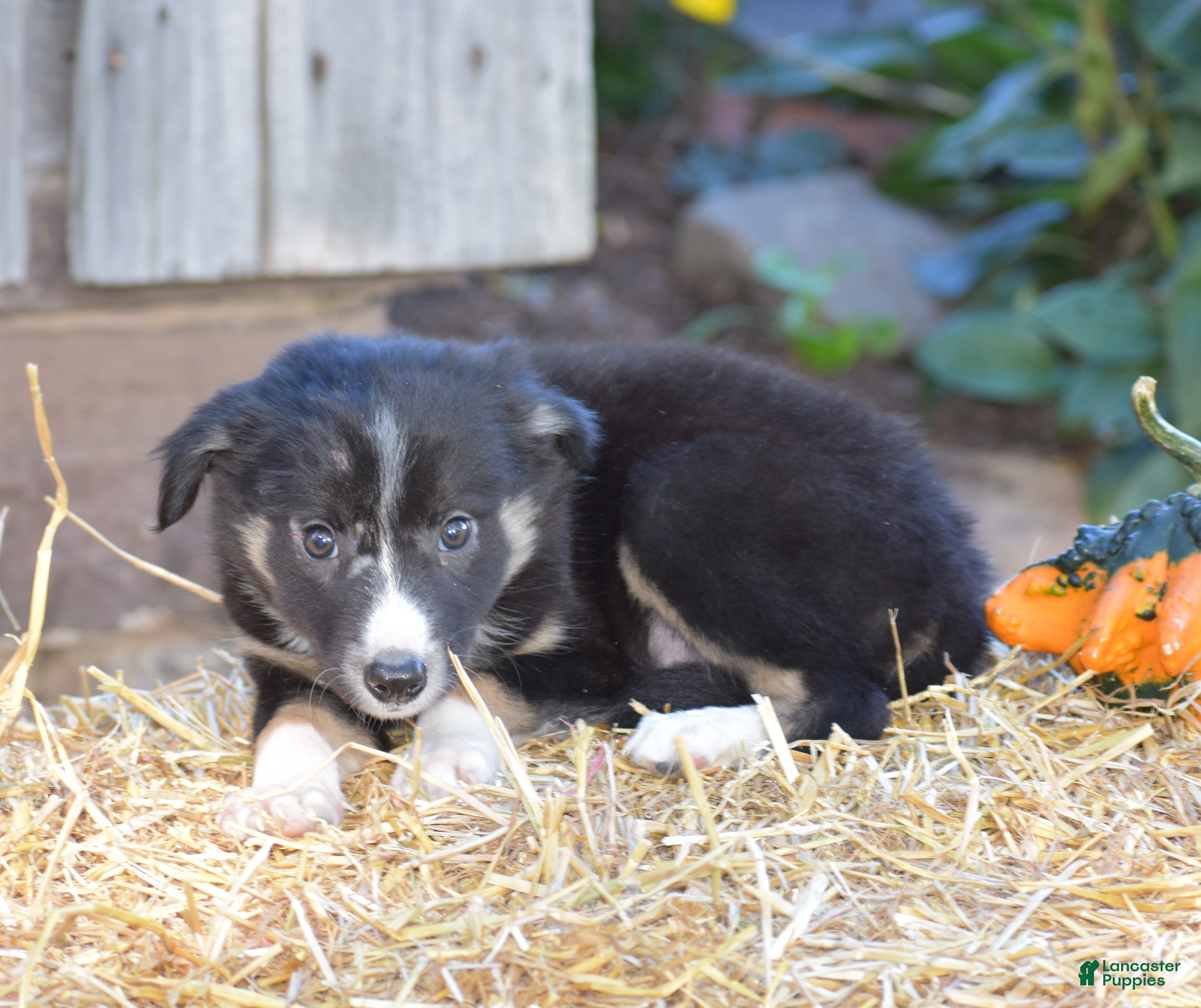 Border Collie dogs Tinker - Ad 1