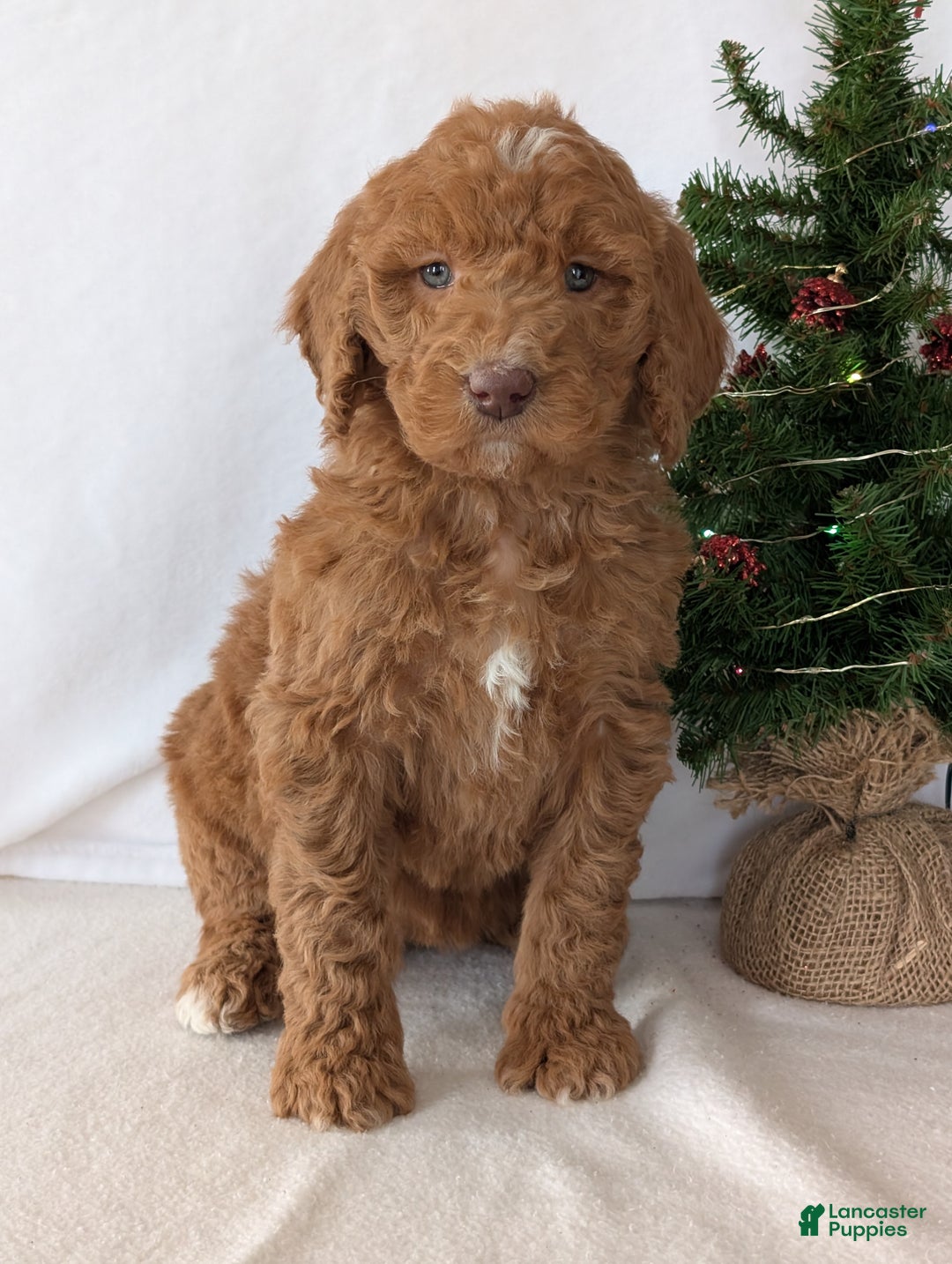 Goldendoodle dogs for sale: Miss Gracie  - Ad 15