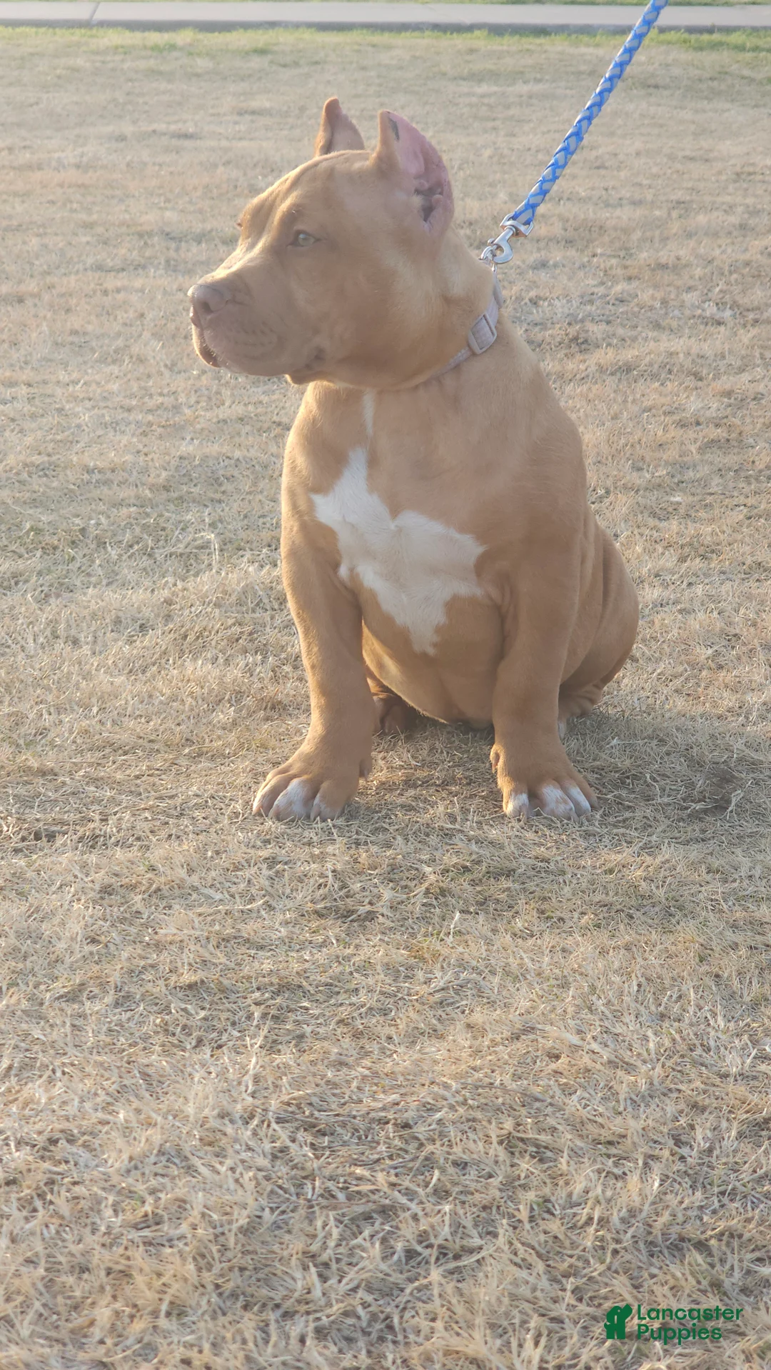 American Bully dogs for sale: American Bully Puppy 1 - Ad 13