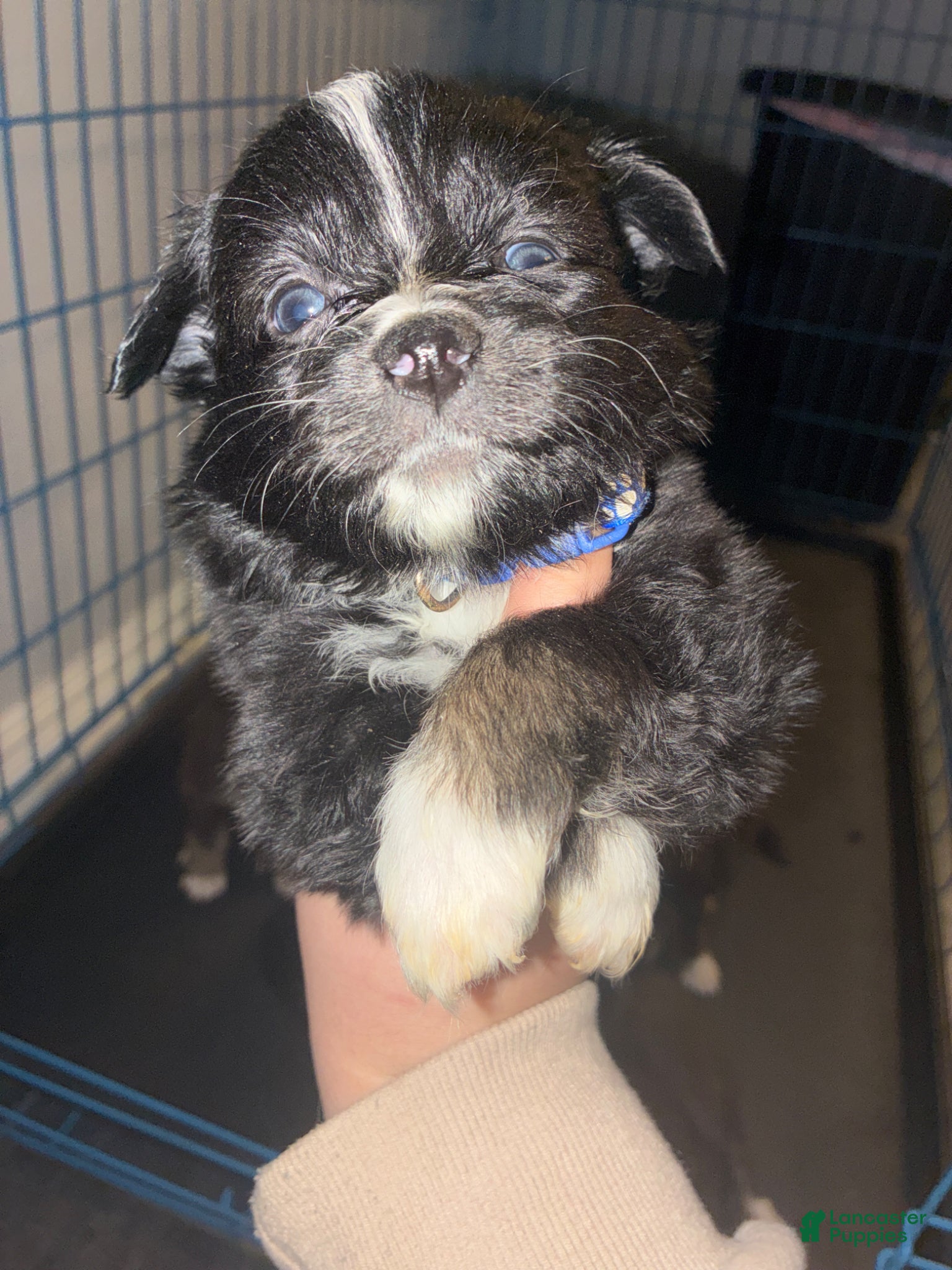 Miniature Australian Shepherd dogs Miniature Australian Shepherd Puppy 1 - Ad 17