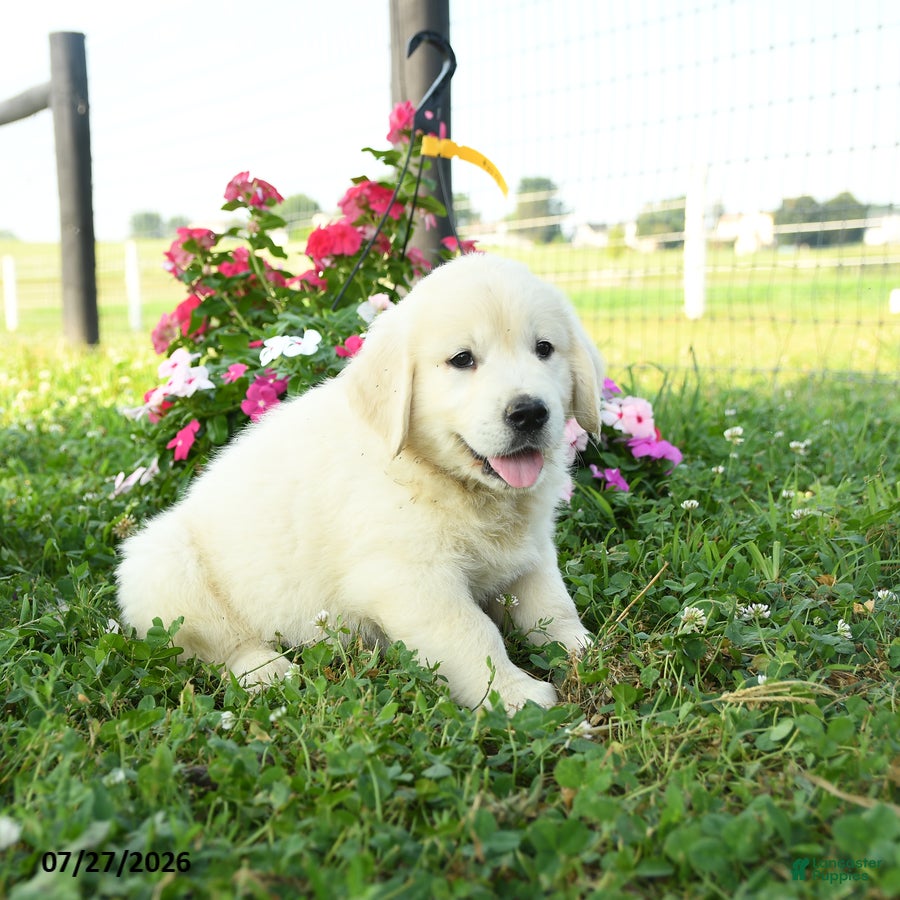 Golden Retriever dogs Winston - Ad 2