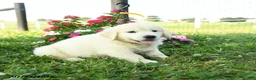 Golden Retriever dogs for sale: Winston - Ad 2
