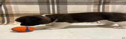 Akita dogs for sale: Sofie - Ad 5