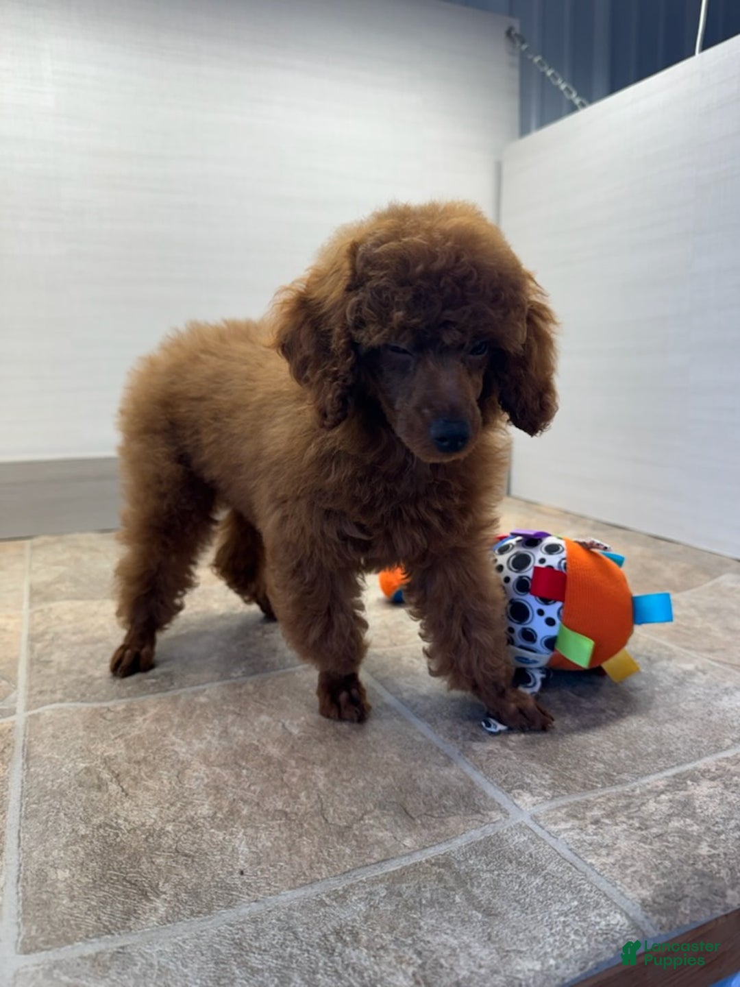 Miniature Poodle dogs for sale: Champ - Ad 4