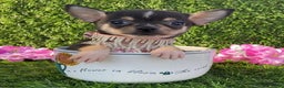 Chihuahua dogs for sale: Chihuahua Puppy 1 - Ad 2