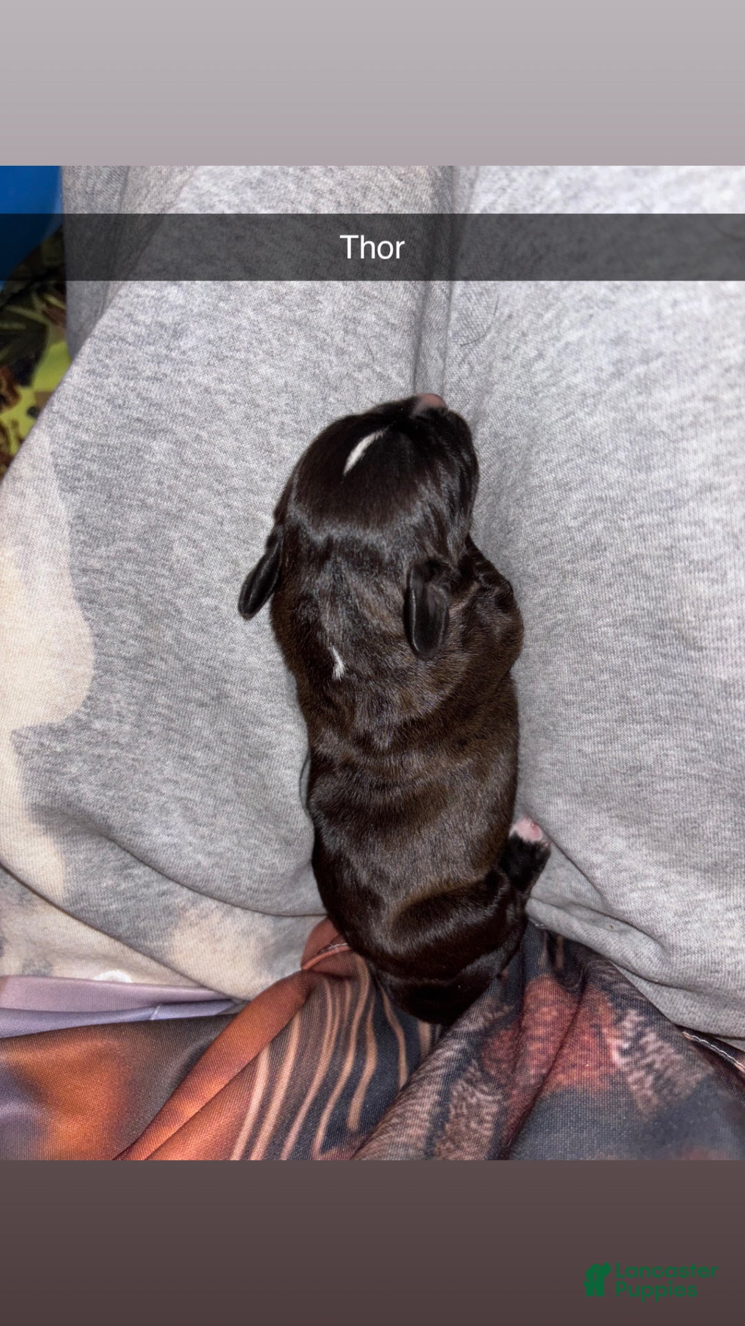 Mixed Breed dogs for sale: Thor  - Ad 5