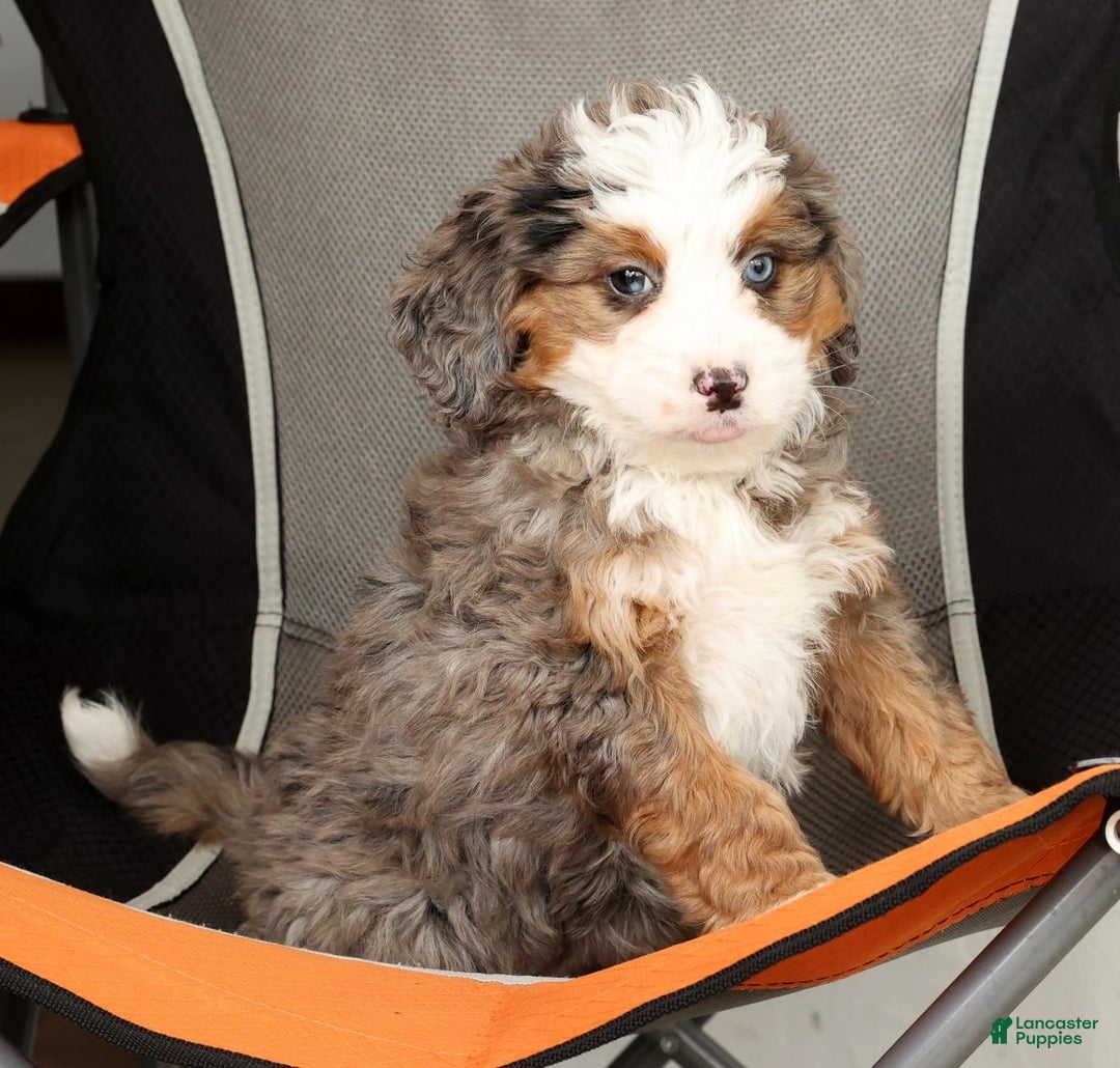 Mini Bernedoodle dogs for sale: Missy - Ad 8