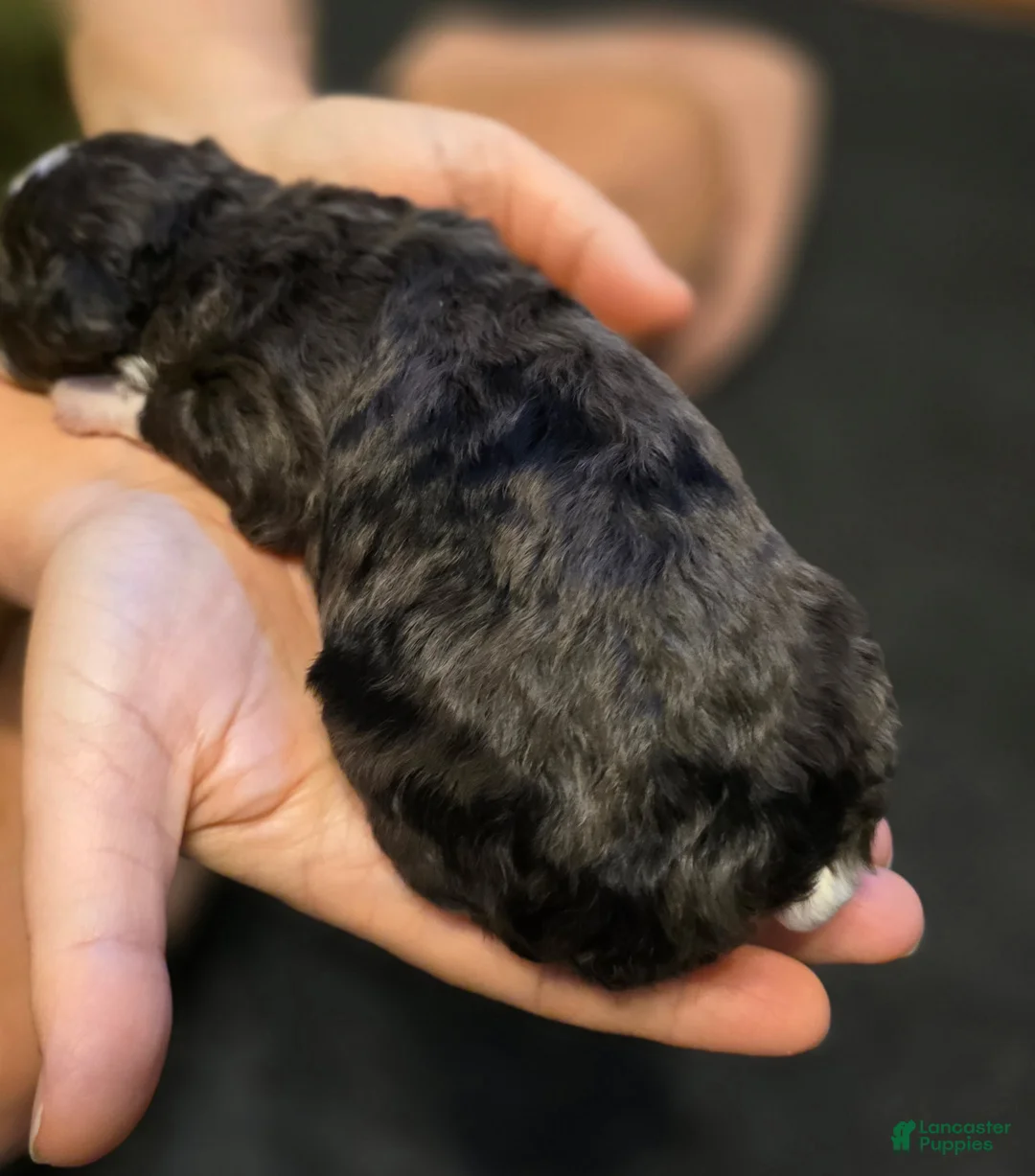Mini Bernedoodle dogs for sale: Zane - Ad 2
