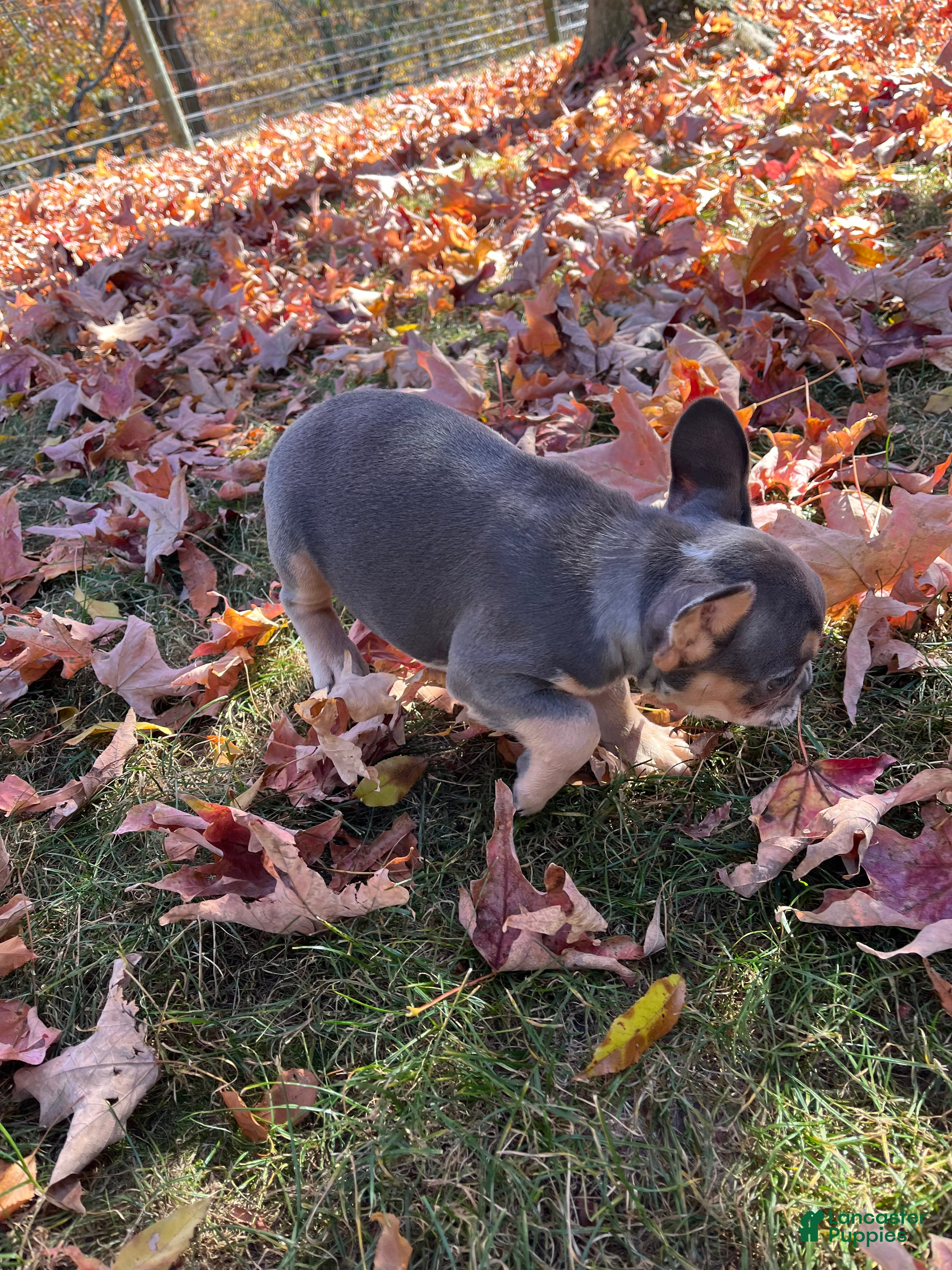 French Bulldog dogs for sale: Maggie - Ad 2