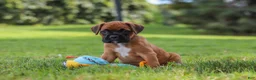 Boxer dogs for sale: Russell - Ad 9
