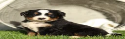 Bernese Mountain Dog dogs for sale: Jade Bernese Mountain Dog  - Ad 3