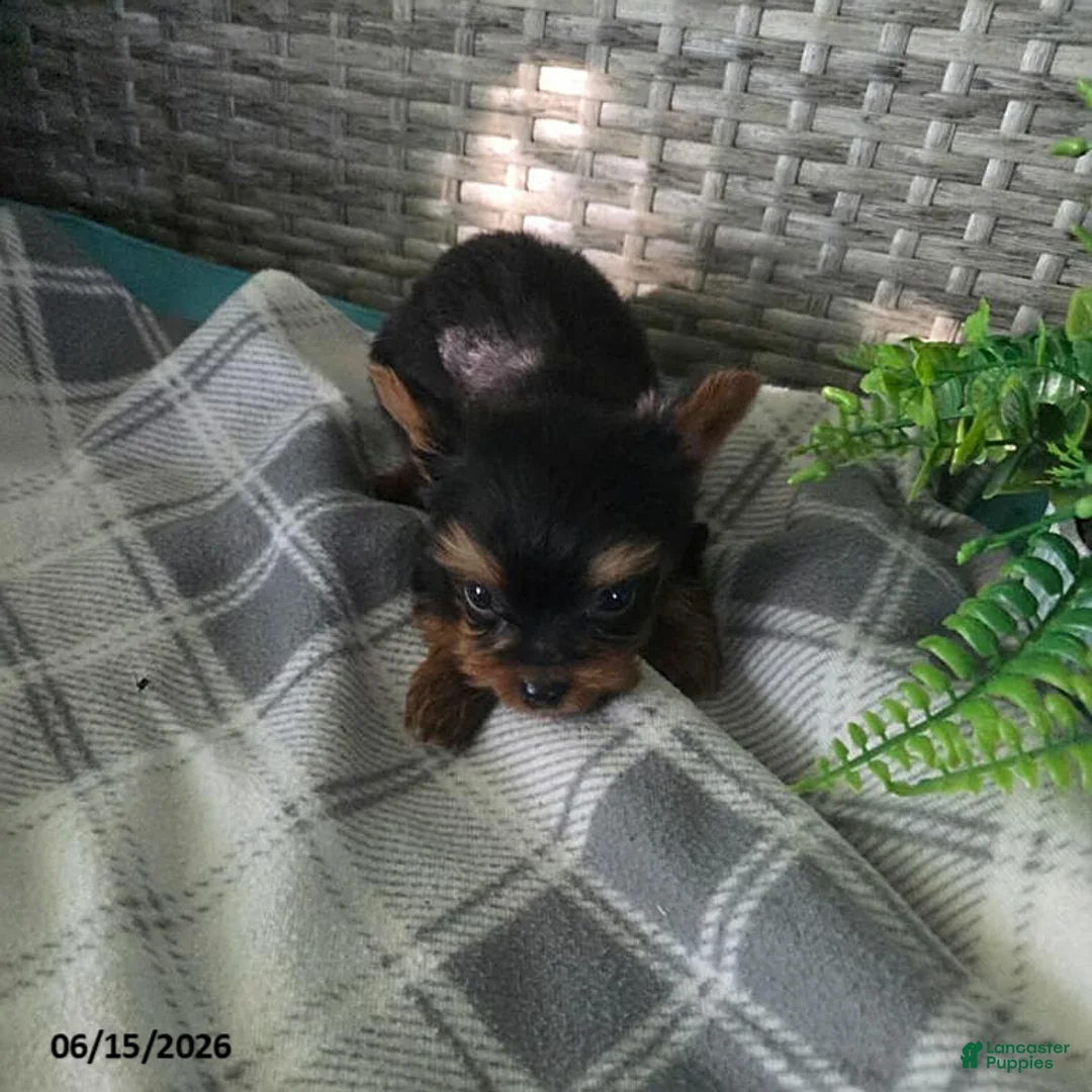Yorkshire Terrier dogs for sale: Buttercup - Ad 2
