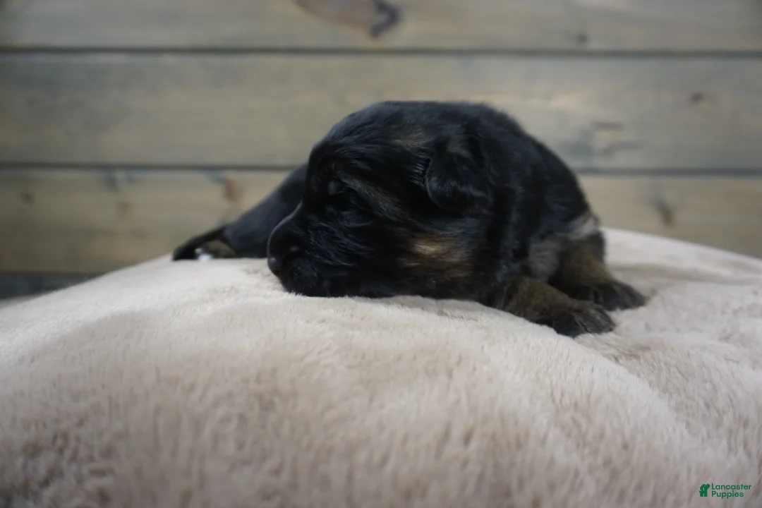 German Shepherd dogs for sale: Coast - Ad 6