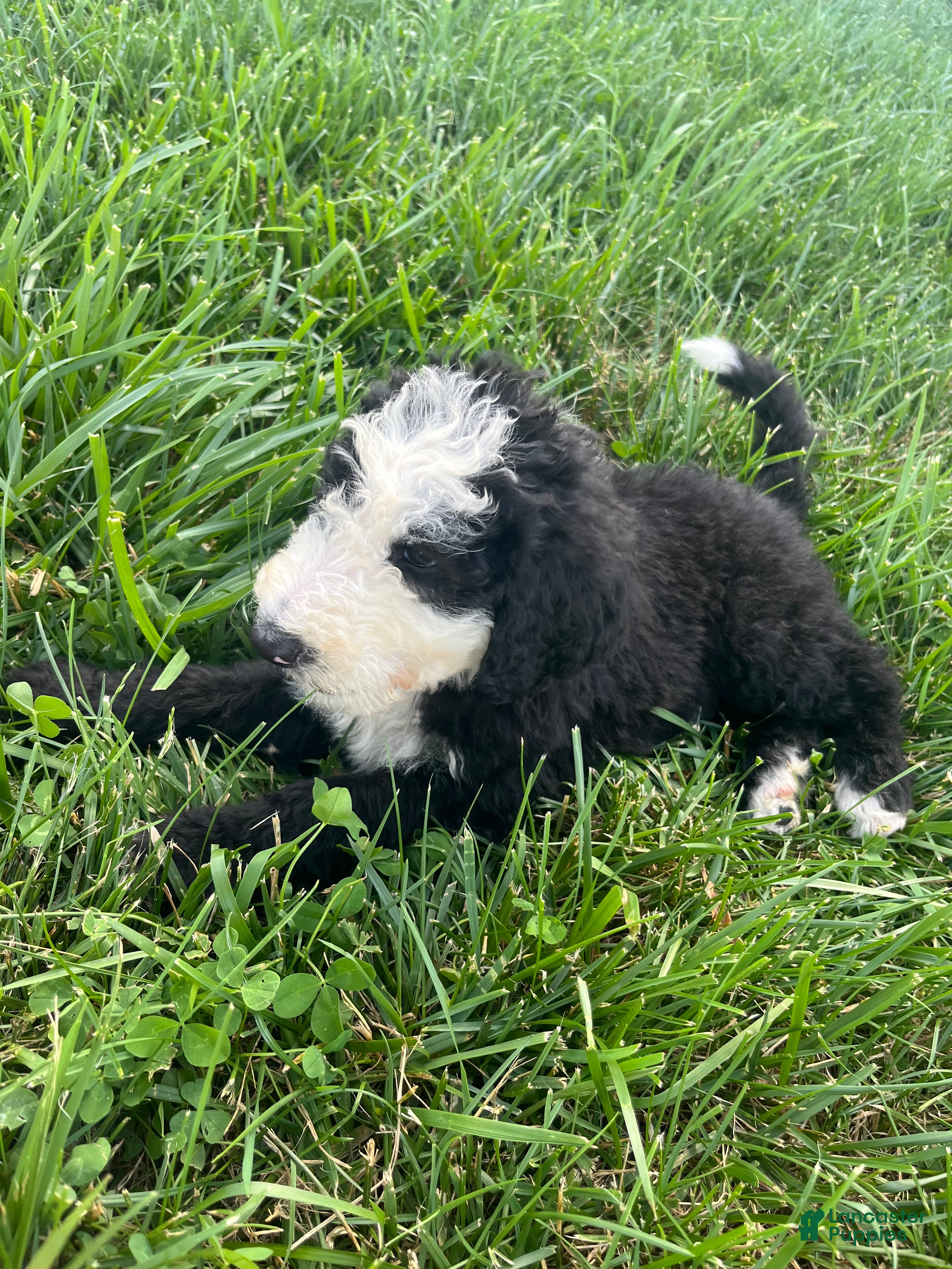 Sheepadoodle dogs Sheepadoodle 1 - Ad 2