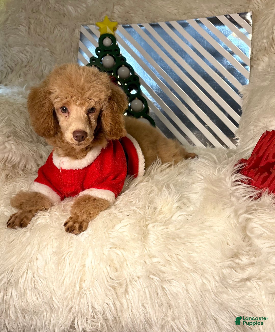 Toy Poodle dogs for sale: Yogi - Ad 5