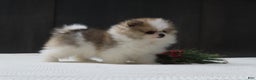 Pomeranian dogs for sale: DASSY - Ad 8